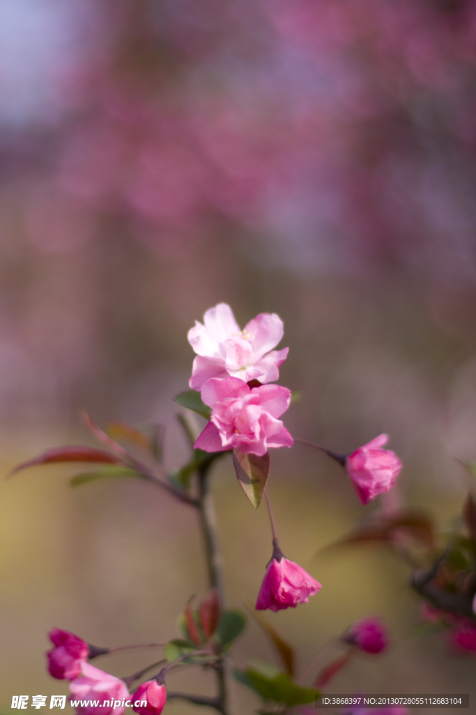 红花