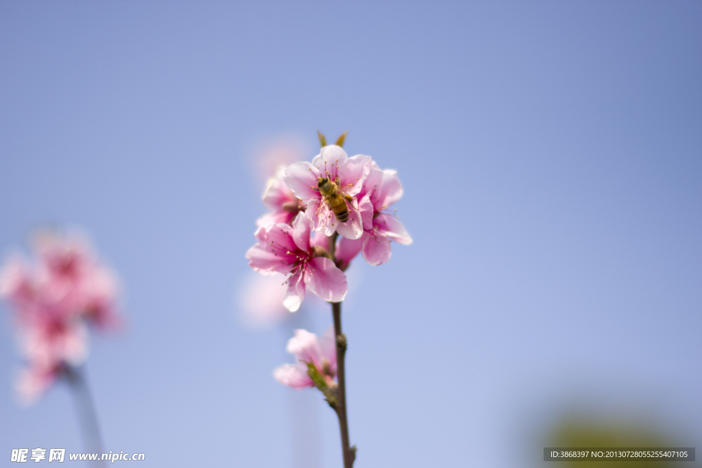 蜂和花