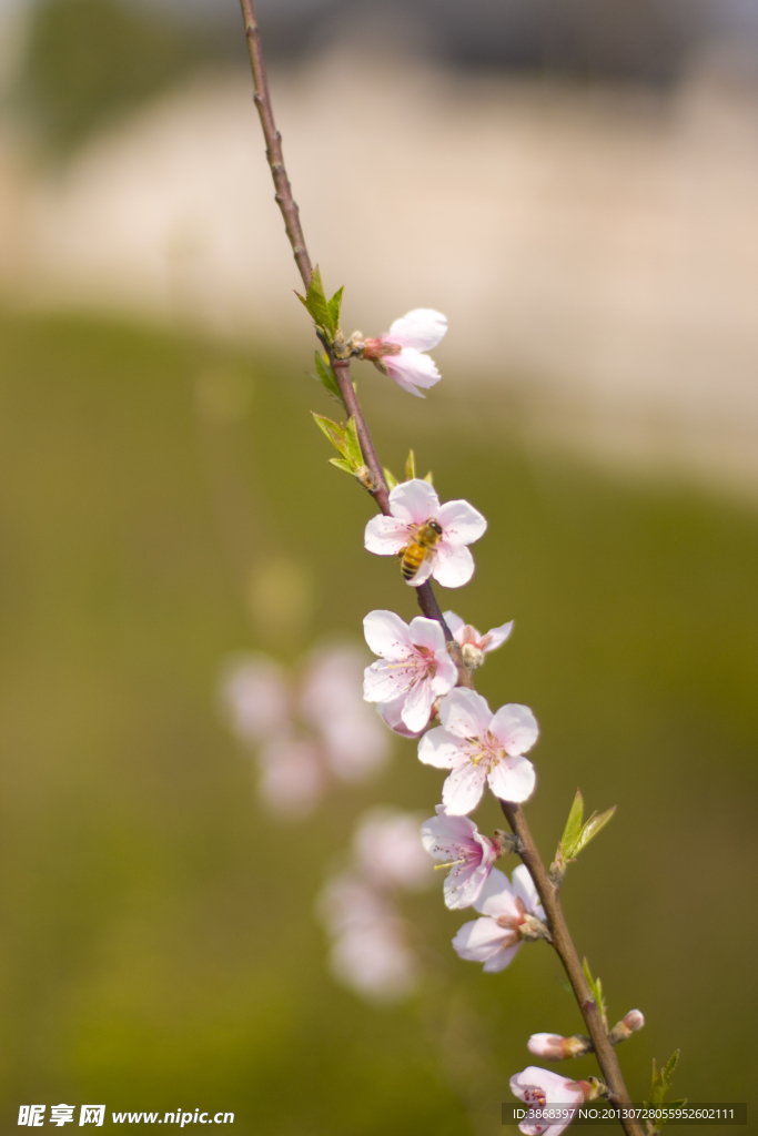 蜂和花