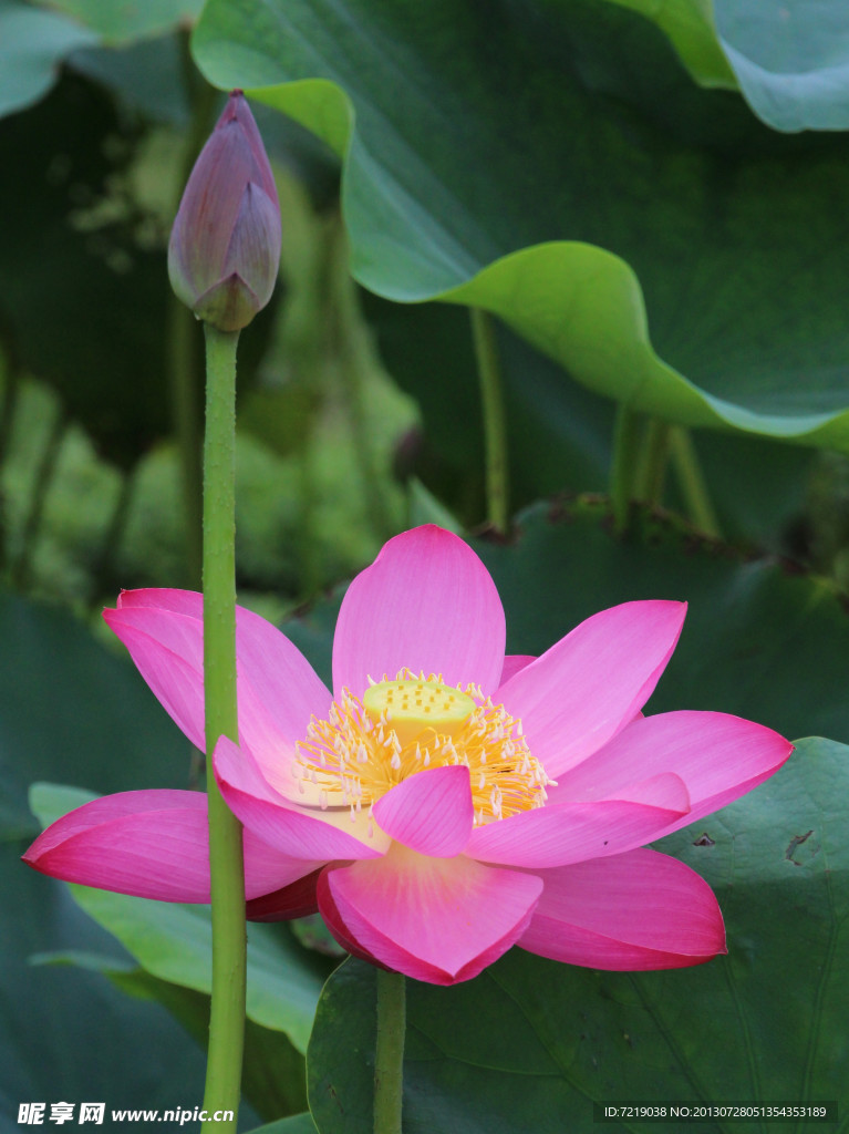 荷花