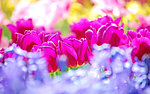鲜花