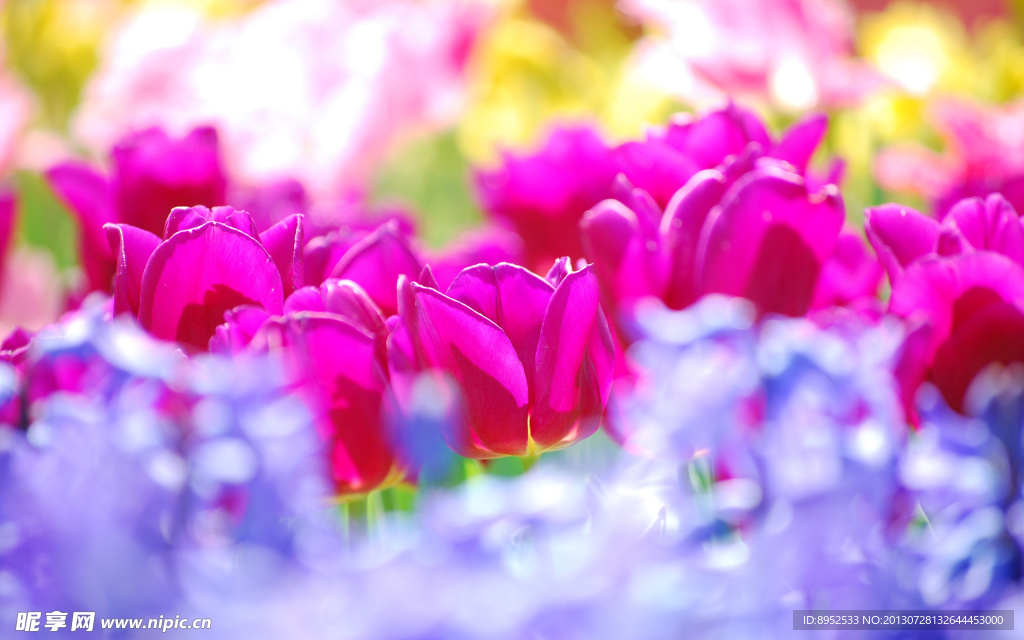 鲜花