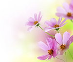 鲜花