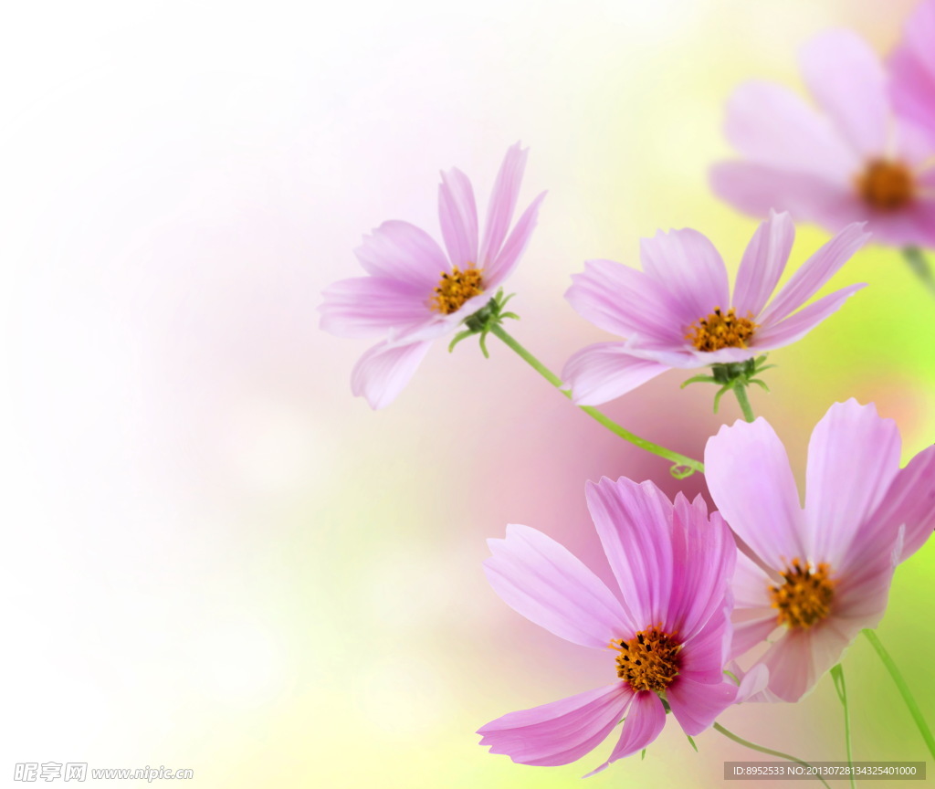鲜花