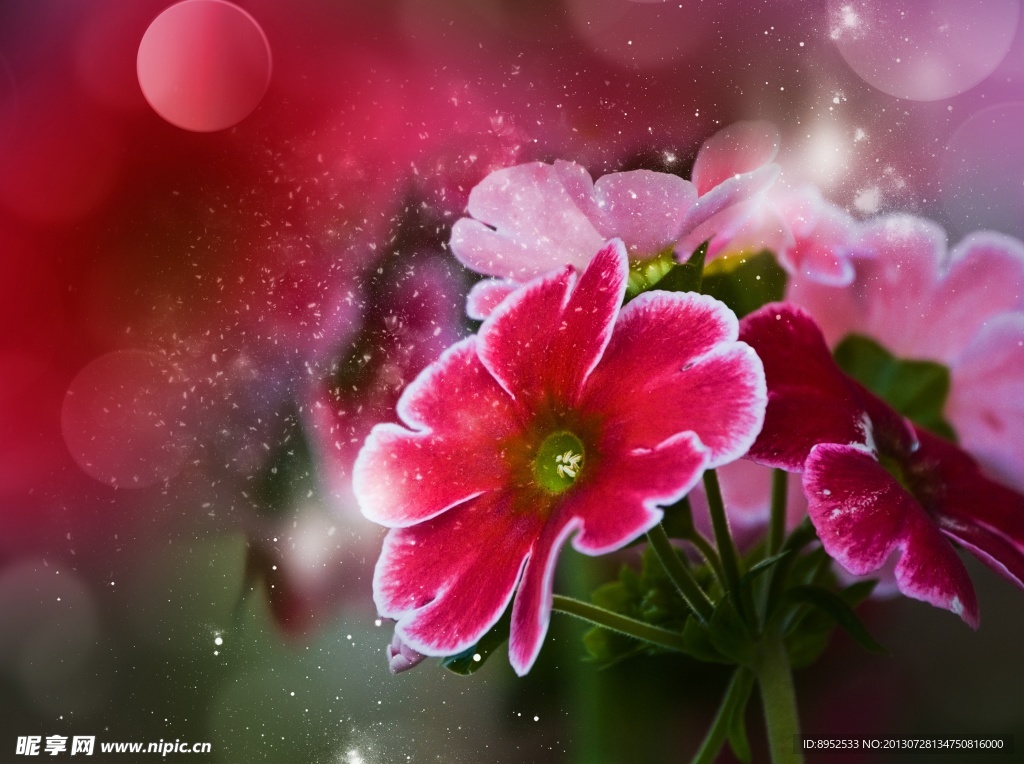 鲜花