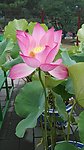 莲花