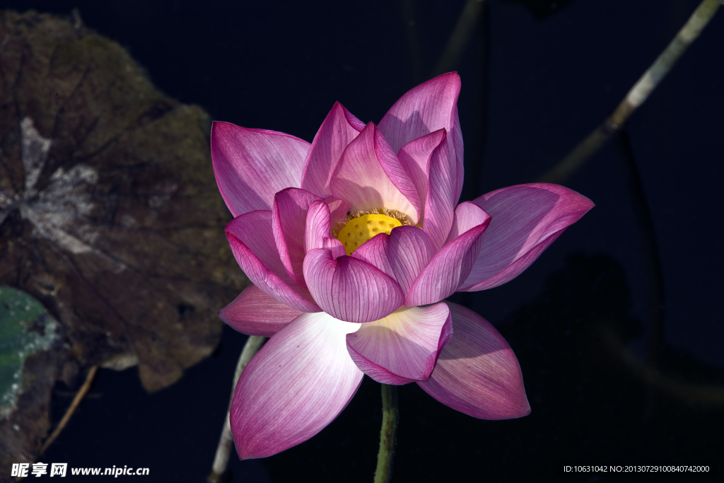 水芙蓉