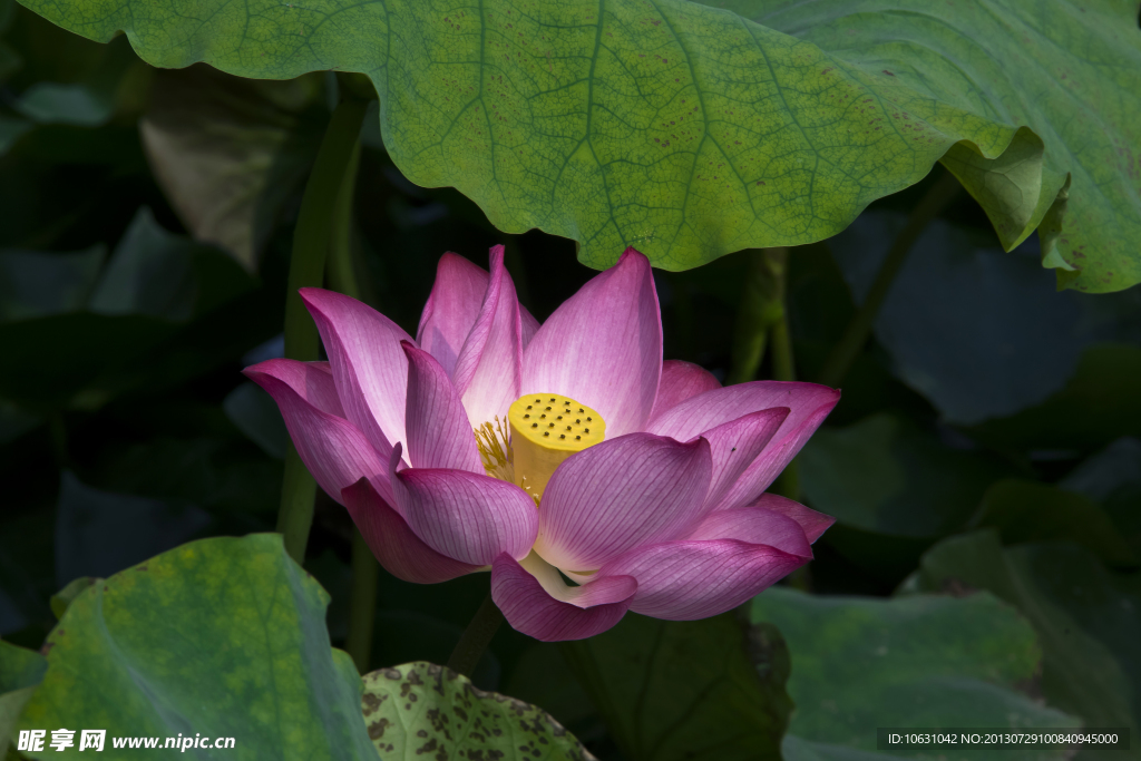 水芙蓉