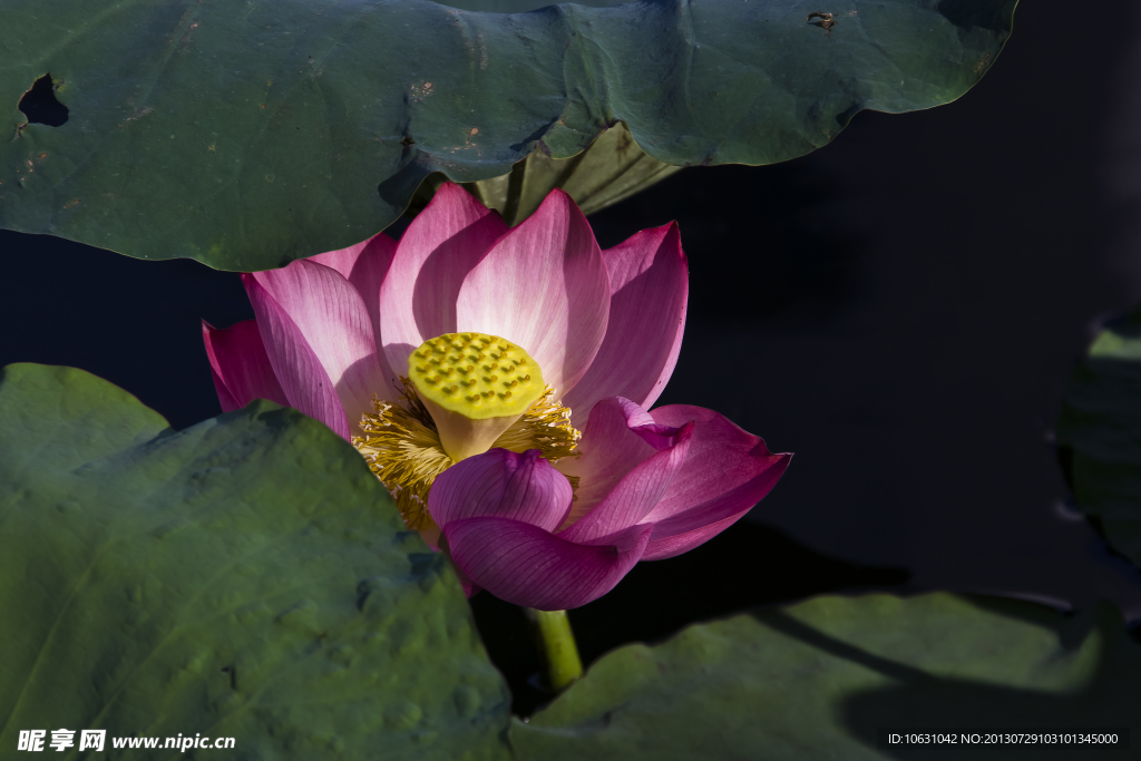 水芙蓉