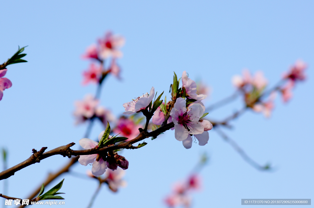 桃花