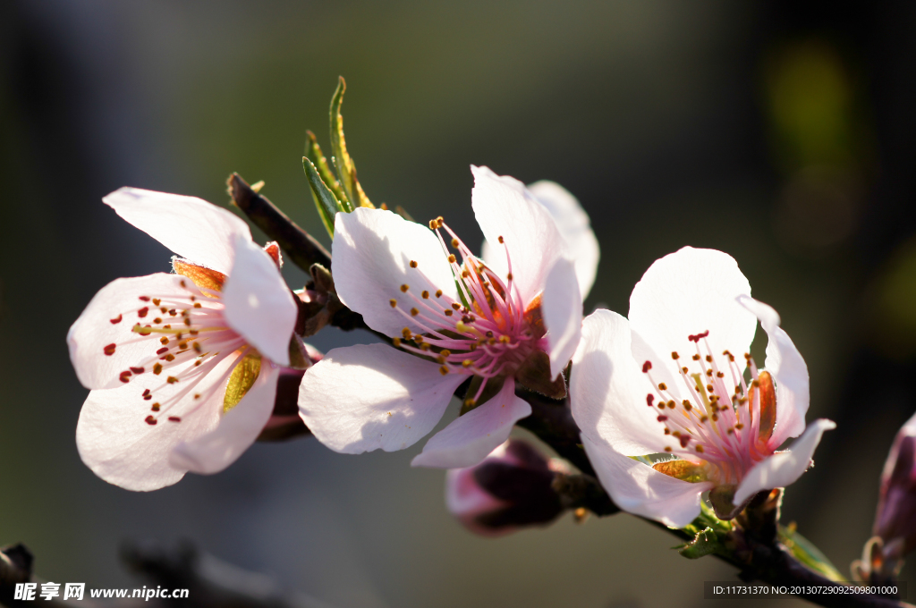 桃花