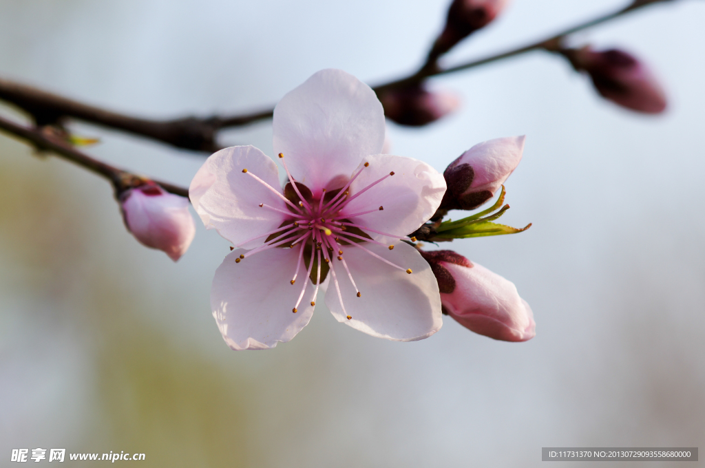 桃花