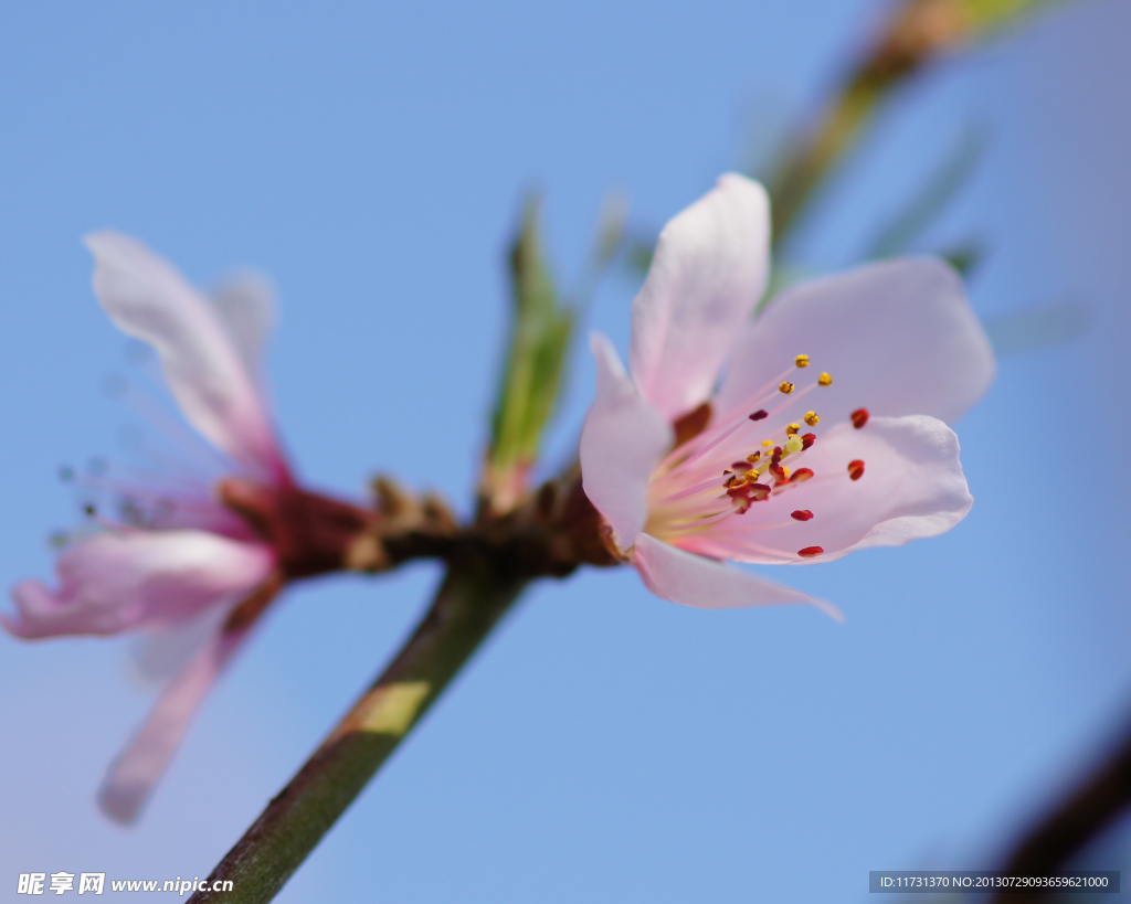 桃花