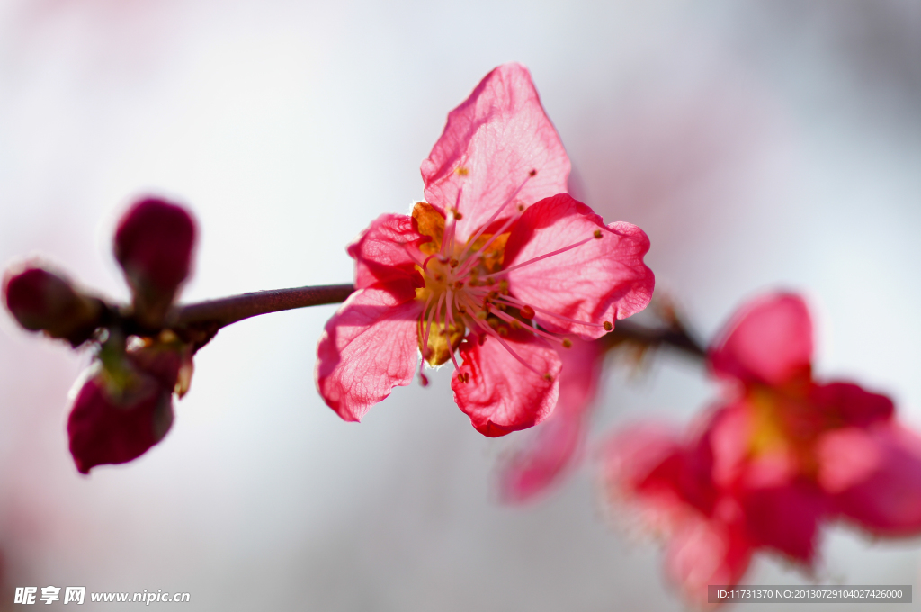 桃花