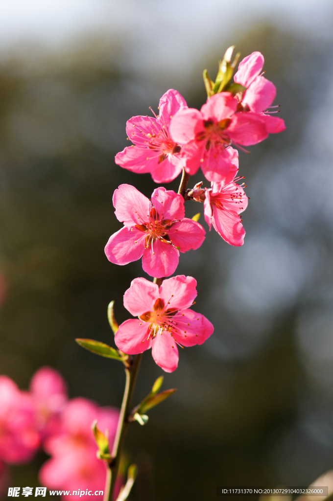 桃花