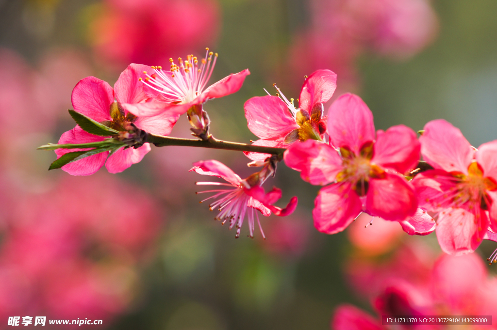 桃花