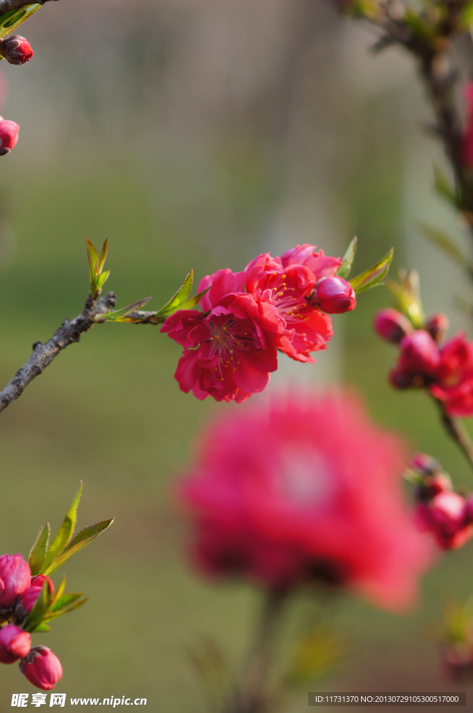 桃花