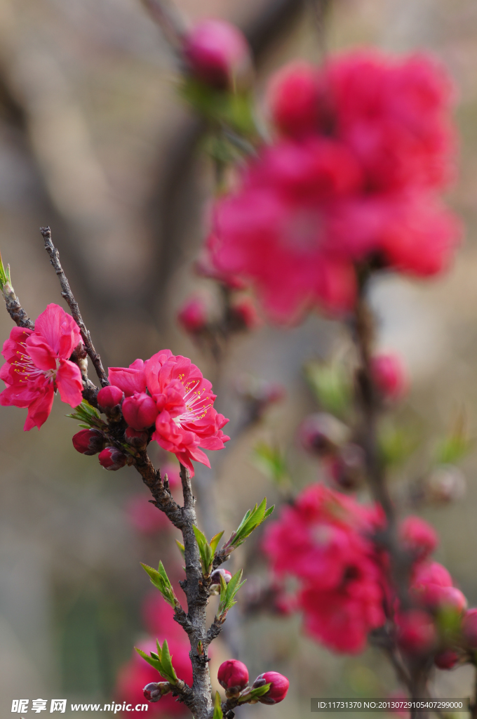 桃花