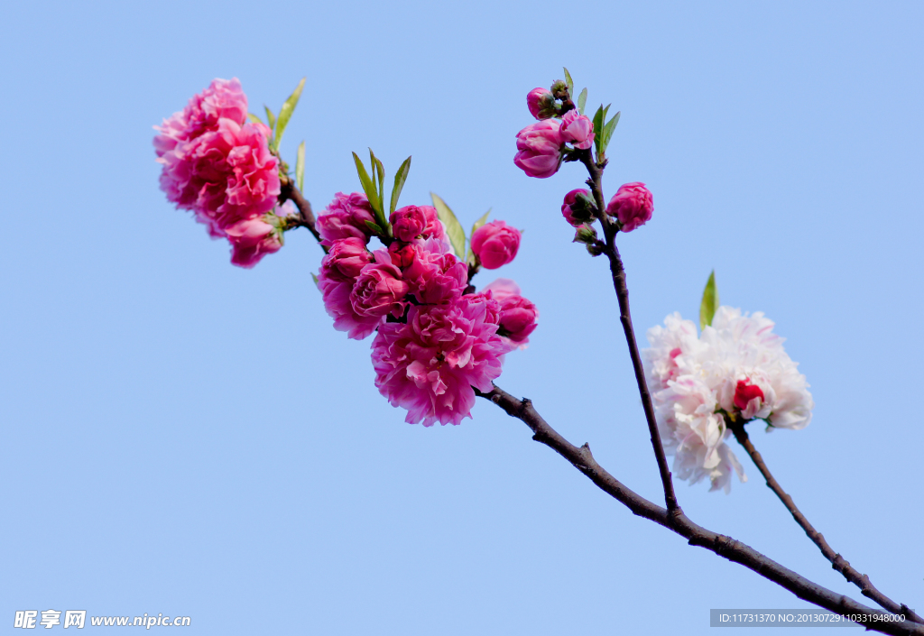 桃花