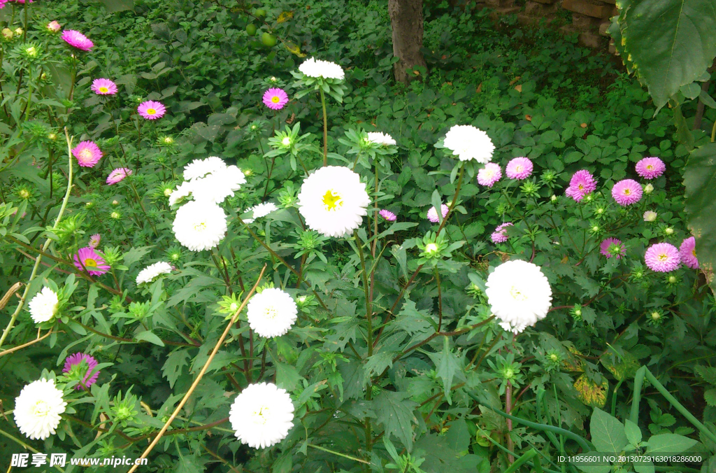 白色菊花园