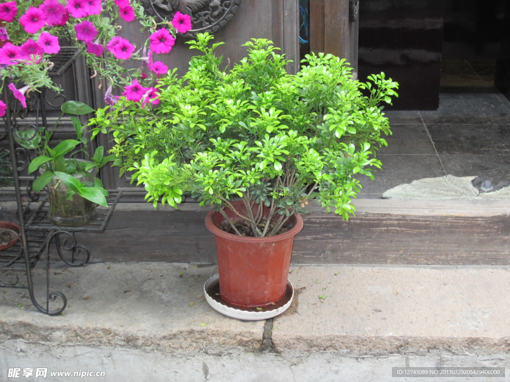 盆栽 绿色植物