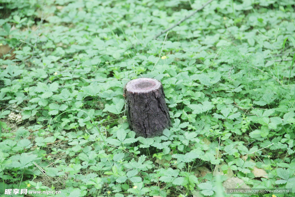 绿草地中的枯木