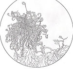菊花白描扇面