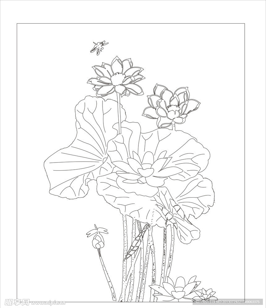 荷花