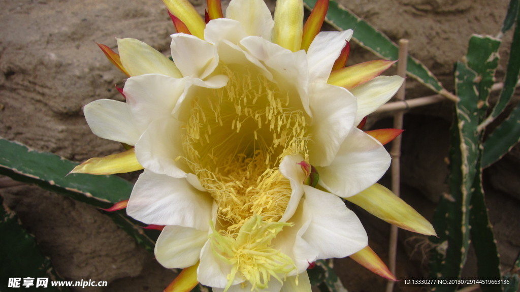 火龙果花