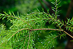 雨后生机