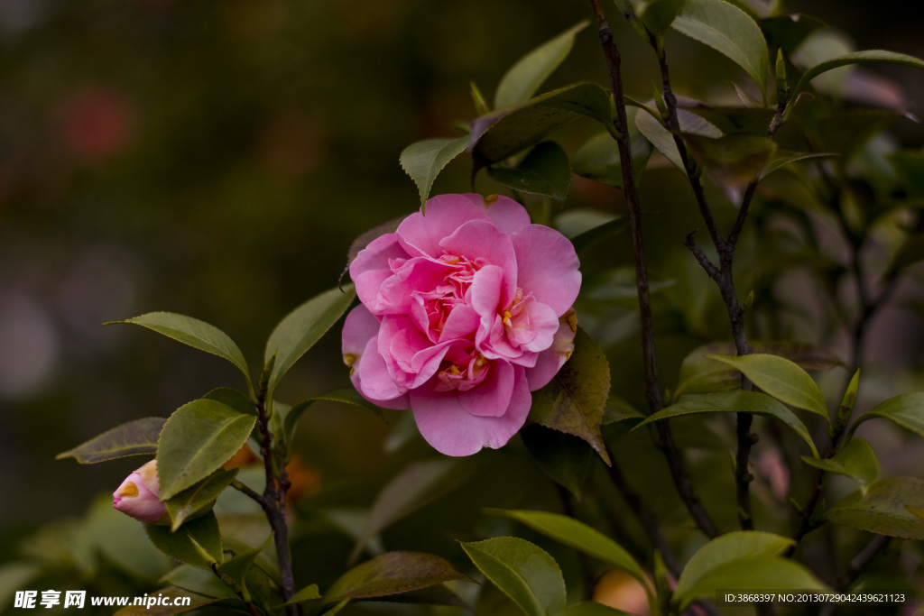 茶花