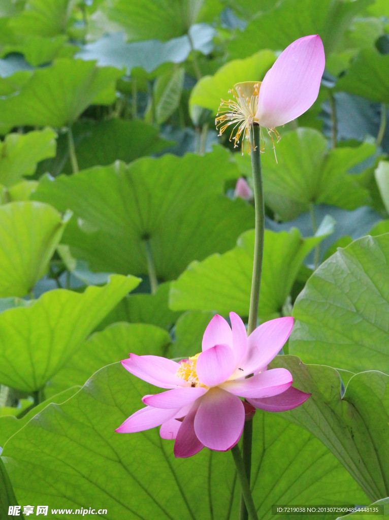 荷花
