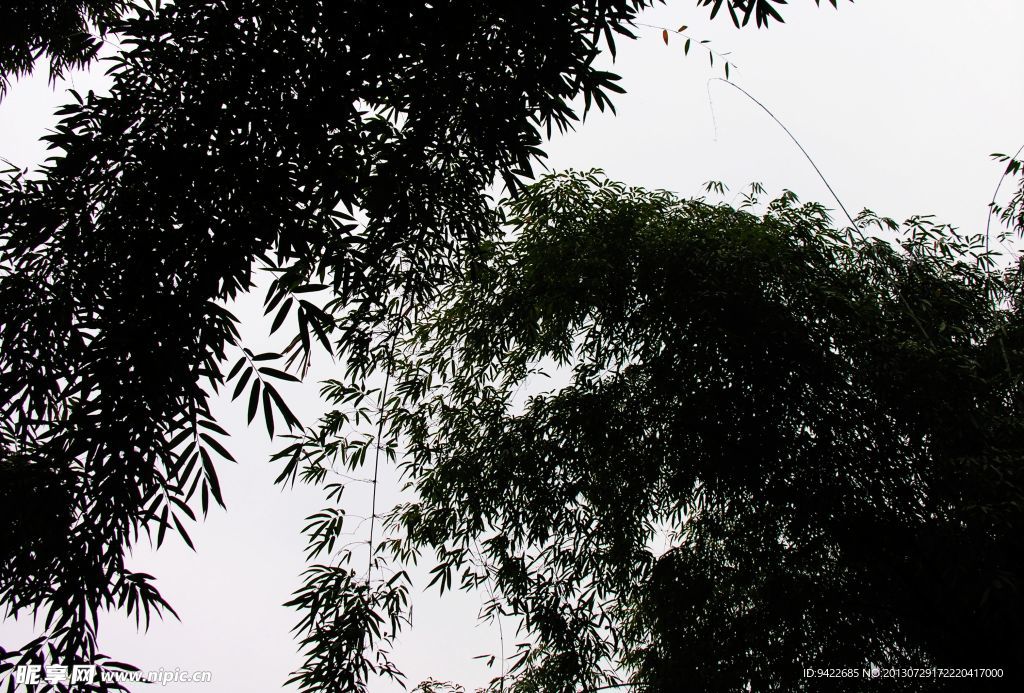 竹林听雨