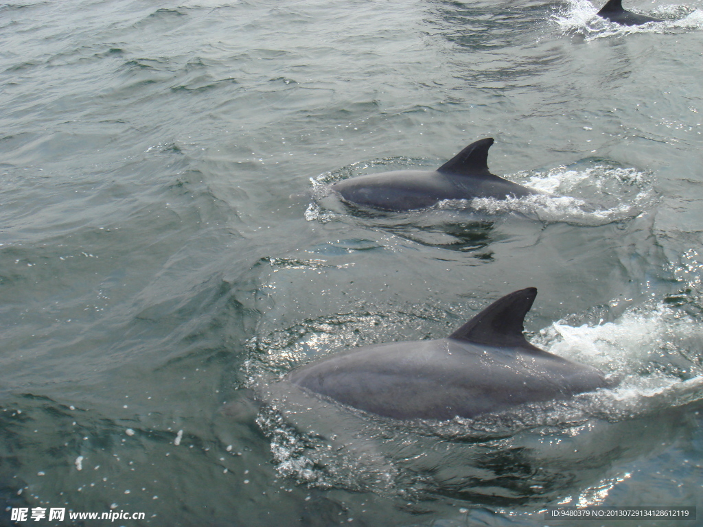 日本海豚高清照片