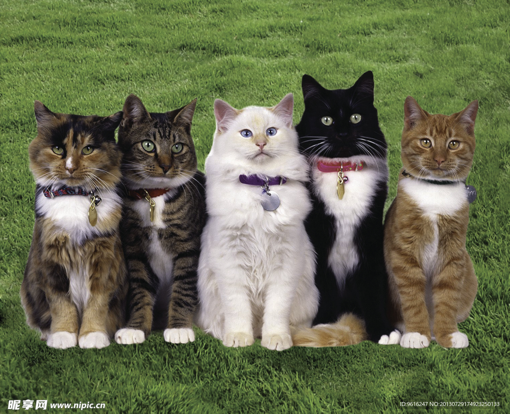 动物 猫