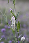 花朵野草