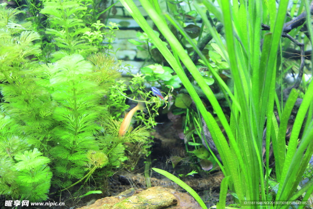水草