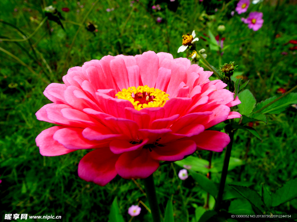 菊花