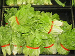 生菜