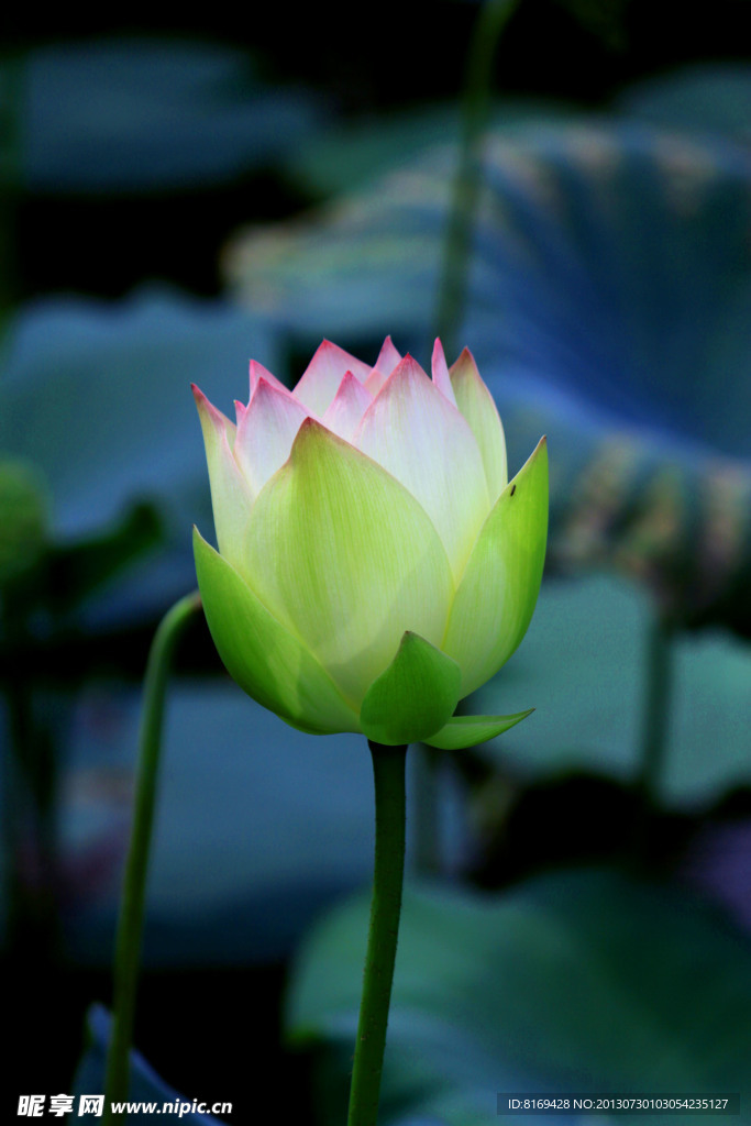 荷花