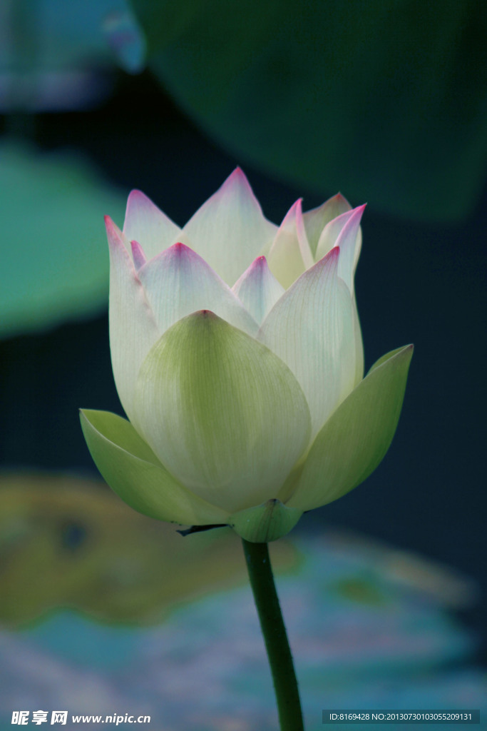 荷花