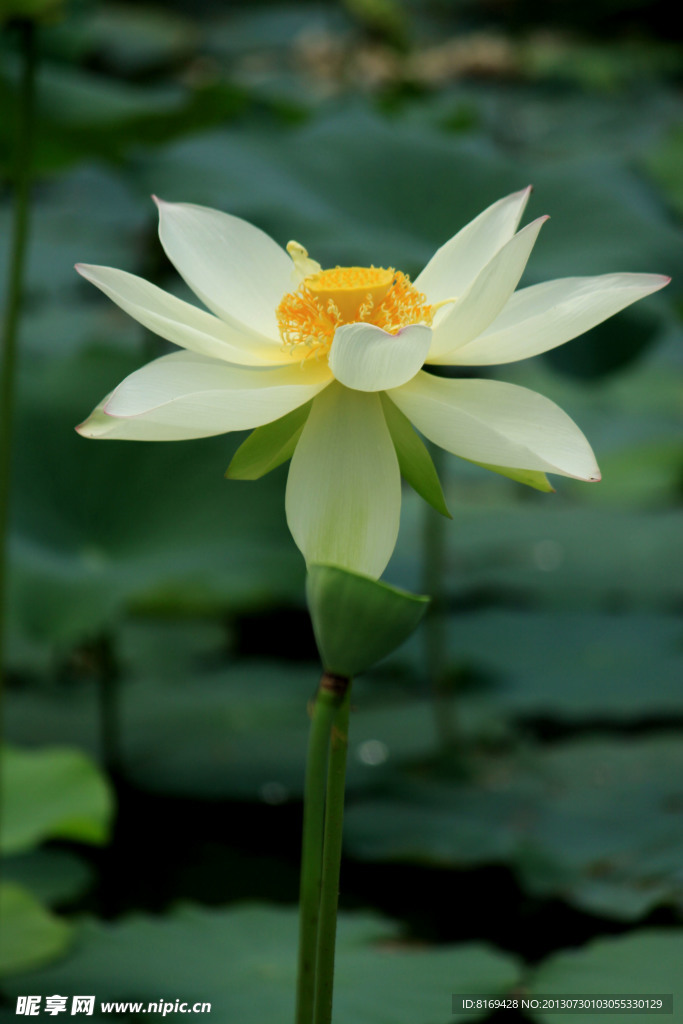 荷花