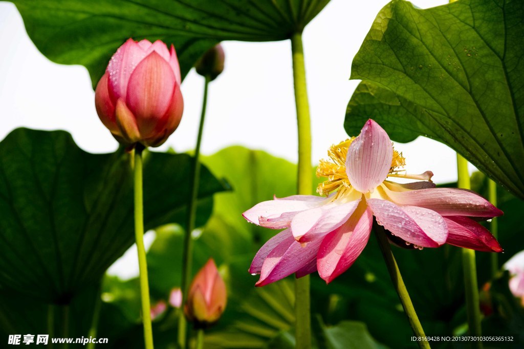 荷花