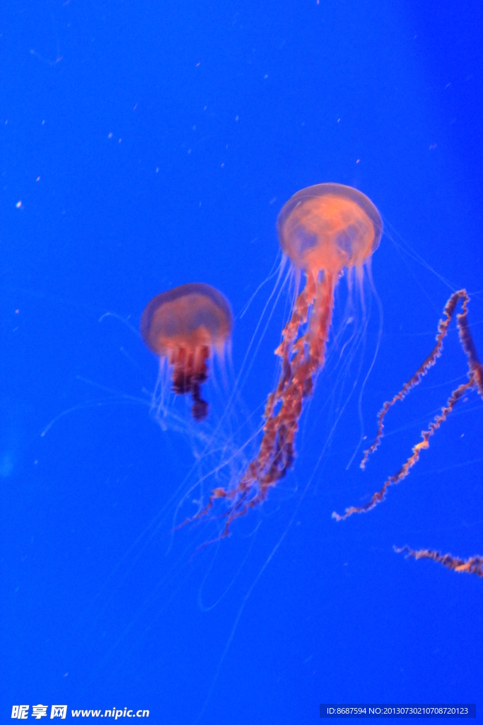 水族馆的水母