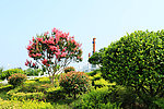 山花