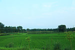 稻田