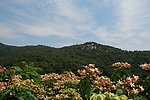 花香满山