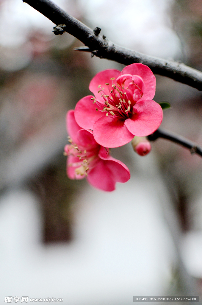 桃花