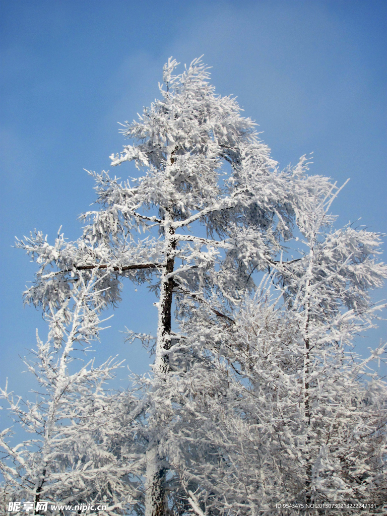 雪松