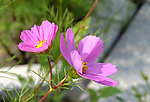 波斯菊
